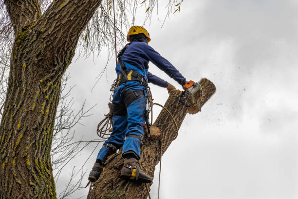 Best Firewood Processing and Delivery  in Castle Pines Village, CO